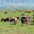 عکس طبیعت روستایی رومشته مومن آباد