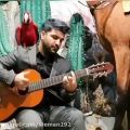 عکس آواز خواندن طوطی همراه مجید خراطها