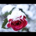 عکس دکلمه عشق زمستانی با متنی از زهرا محمدی و صدای علی یوسفی