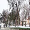 عکس دانه های رقصان برف در استان قزوین