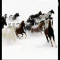 عکس اهنگی فوق العاده غم انگیز از الكساندر ریباك 13 horses