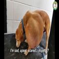 عکس جراحی غده 7 کیلویی سگ بیچاره