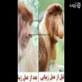 عکس قبل و بعد عمل میمون......