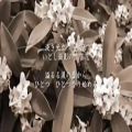 عکس یک موزیک ویدئوی آرامبخش زیبای ژاپنی