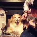 عکس گوش دادن و لذت بردن سگ از صدای گیتار