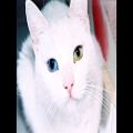 عکس گربه های چشم رنگی