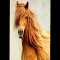 عکس عکس اسبهای زیبا