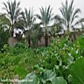 عکس آواز بدون ساز استاد محمدرضا شجریان و طبیعت روستای خلیفه در دشتستان
