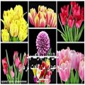 عکس کلیپ شادباش نوروز - تایم لپس گلها با ترانه عیدی من-2