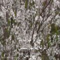 عکس کلیپ شادباش نوروز - گل و شکوفه با ترانه تا بهار دلنشین از استاد بنان 3