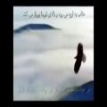 عکس زهره زمانی- عقاب