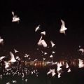 عکس اجرای سیامک بهروزیان در دریاچه خلیج فارس - بی کسی