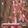 عکس ترانه ای محلی با لهجه شیرین شیرازی - شیراز