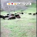 عکس امیر مقاره