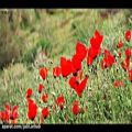 عکس Nature and anemone flowers with Moein voice - طبیعت و گلهای شقایق با صدای معین
