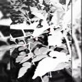عکس اینم ی کلیپ.گوگولی(کیوت)از باغ توت.باموزیک تبر❤