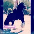 عکس اسب سیاه با اهنگ بسیار زیبا