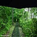 عکس جنگل باراني