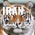 عکس ببر آسیا IRAN