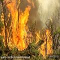 عکس دکلمه در مورد آتش سوزی جنگلهای زاگرس و زاگرس نشینان