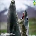 عکس مستند حیات وحش پنگوئن ها