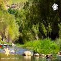 عکس ترانه زیبای دلم گرفته با صدای آقای امین رستمی - شیراز