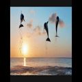 عکس Meditation - Sounds Of Dolphins