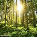 عکس موسیقی بیکلام Celtic Forest Music – Sunny Nature Instrumental, Soothing, Rela