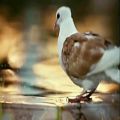 عکس نماهنگ « کبوتر » با صدای حسین خلجی