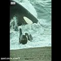 عکس شکار شیرهای دریایی توسط نهنگ های قاتل