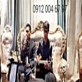 عکس اجرای ختم با نی تار دف ۰۹۱۲۰۰۴۶۷۹۷ مراسم ترحیم عرفانی خواننده و مداح