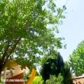 عکس خوانندگی روزبه حصاری بازیگر نقش جواد در برنامه زنده رود