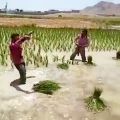 عکس برنج کاری