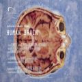 عکس Human Brain - Bijan Norouz Worldwide Music
