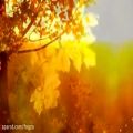 عکس آهنگ زیبای ( برگ های پاییزی ) با صدای فرانک سیناترا