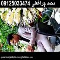 عکس کرایه مداح و نی و اکو بهشت زهرا