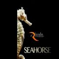 عکس مجموعه 8Dio Seahorse