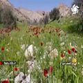 عکس ترانه محلی هی گل با لهجه شیرین لری - شیراز