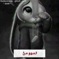 عکس ویدیو غمگین هست از خرگوش