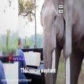 عکس اجرای احساسی آهنگ‌های بتهوون برای فیل‌ها