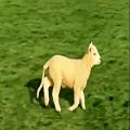 عکس کلیپ چتی بچه گوسفند