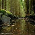 عکس موزیک آرامش بخش زیبا از دن گیبسون - Heart of the forest
