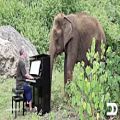 عکس آمپان فیل 80 ساله ای که از صدای پیانو لذت می برد | داور ملودی