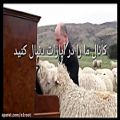 عکس موسیقی گوسفند