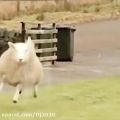 عکس رقص زیبا گوسفند