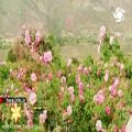 عکس ترانه زیبا و شنیدنی گل هیاهو با صدای آقای فریدون آسرایی - شیراز