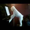 عکس وقتی یک ســــــگ پیانو می نوازد و احساساتی می شود!!!!!