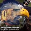 عکس کلیپ فوقالعاده احساسی از وحید مرادی «عقاب ایران»