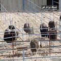 عکس نماهنگ پرورش شتر مرغ در ايلام