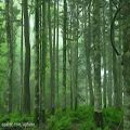 عکس موسیقی آرامش بخش بی کلام از پیتر بی. هلند - Deep in the Forest